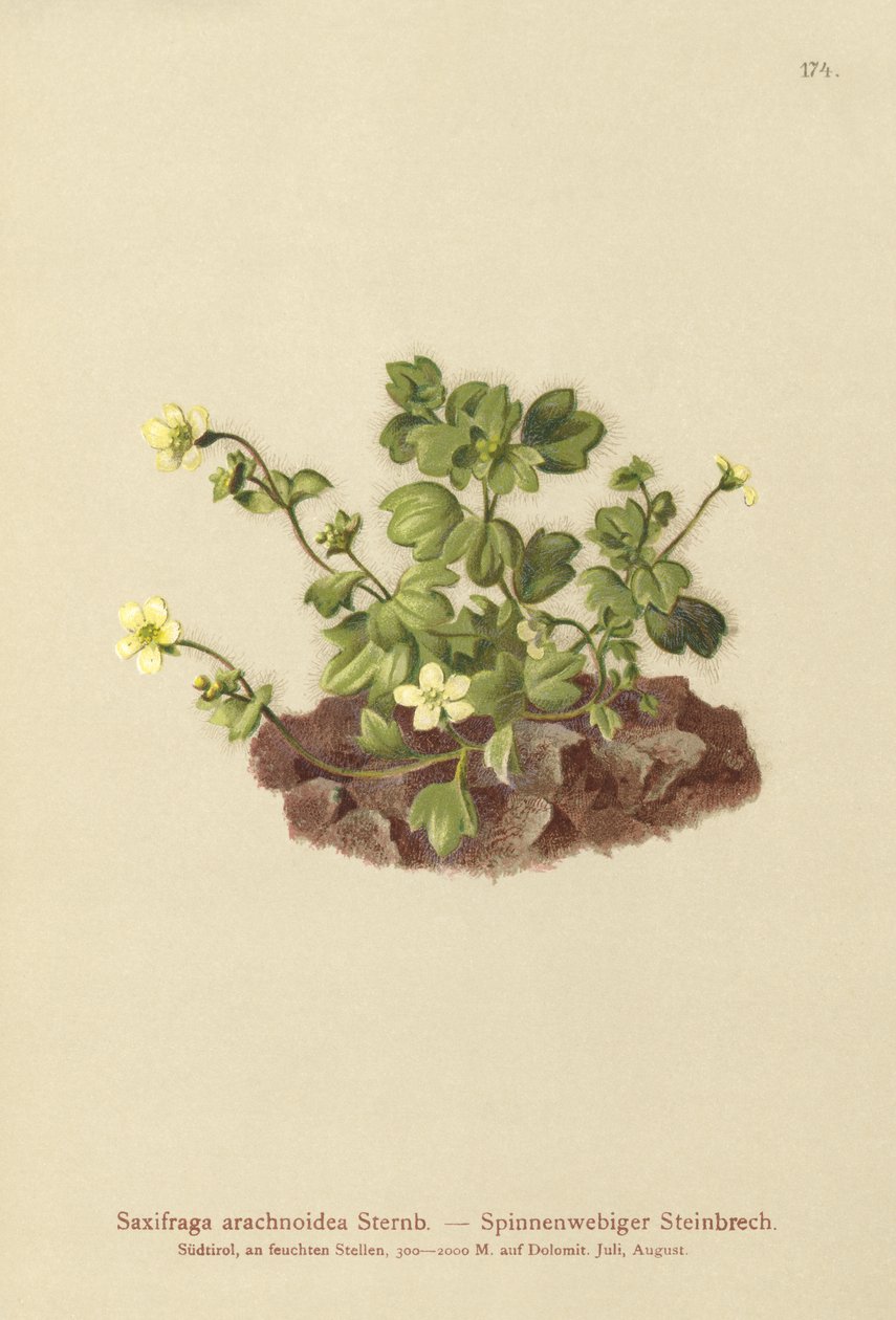 نسيج العنكبوت Saxifrage (Saxifraga arachnoidea) بواسطة المدرسة الألمانية