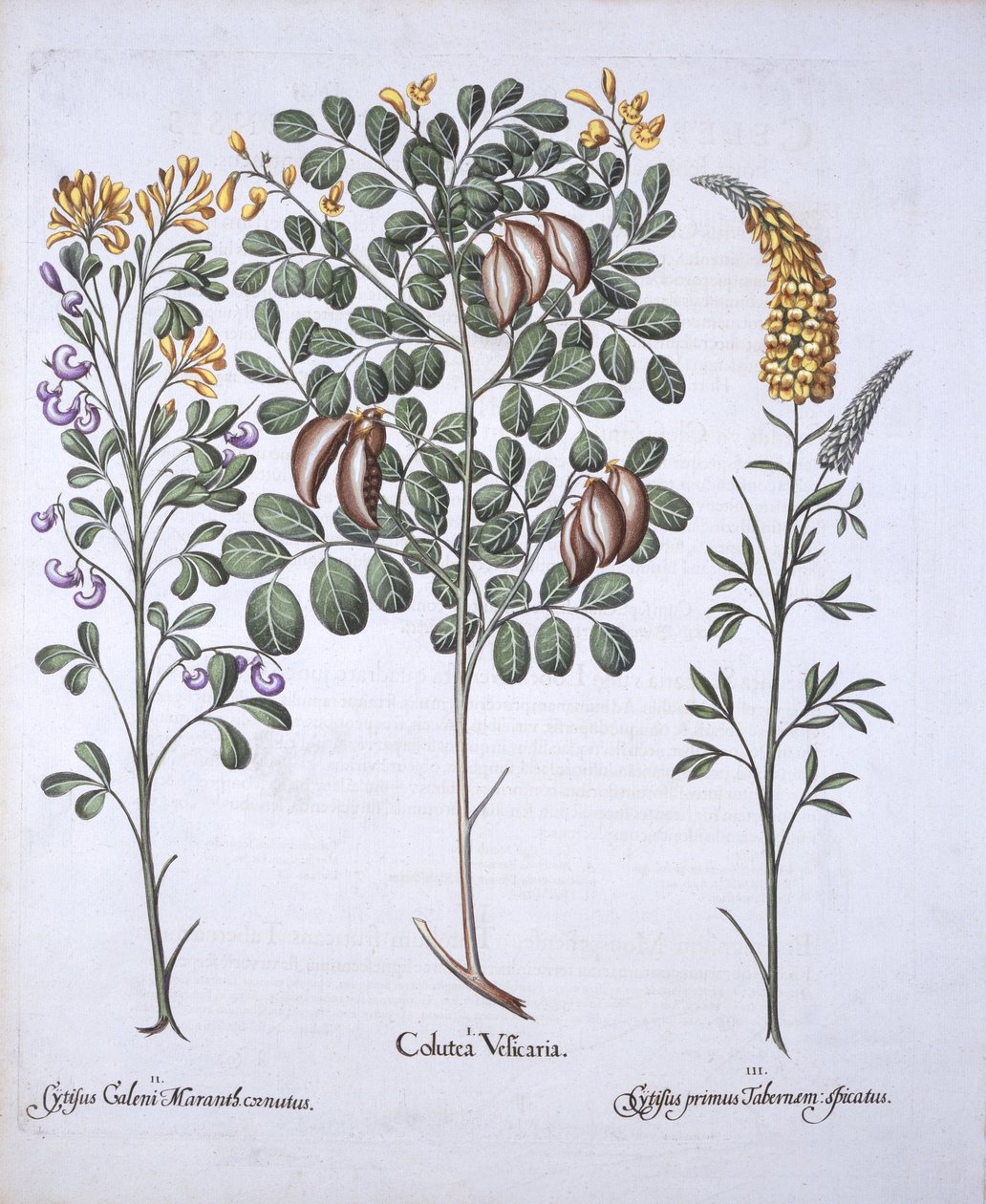 شجرة الكولوتيا وأنواع السيتيسوس ، من Hortus Eystettensis ، بقلم Basil Besler (1561-1629) ، حانة. 1613 (نقش يدوي) بواسطة المدرسة الألمانية