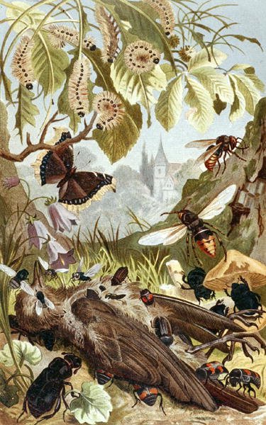 القوة المشتركة للحشرات ، لوحة من "Brehm's Animal Life: General Knowledge Kingdom of the Animal Kingdom" ، المجلد 9 ، الصفحة 65 ، نشره المعهد الببليوغرافي بواسطة المدرسة الألمانية