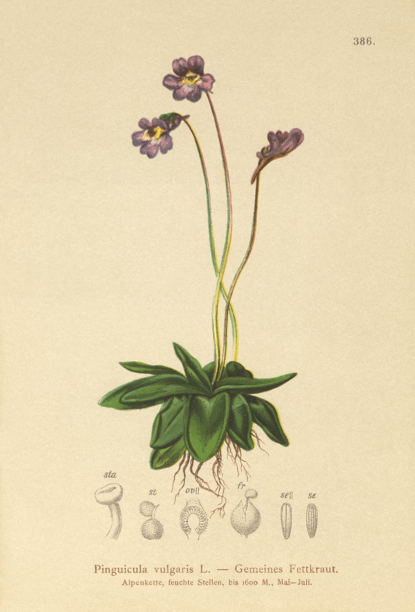 عشبة الزبدة الشائعة (Pinguicula vulgaris) بواسطة المدرسة الألمانية