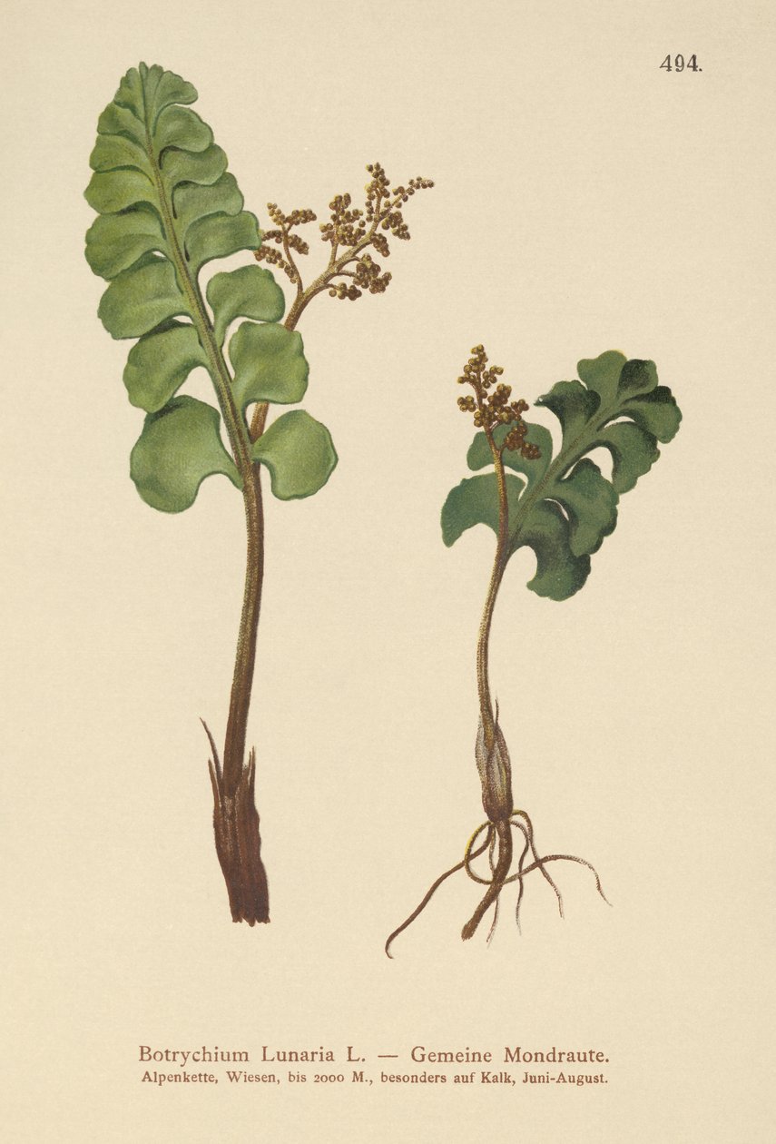 عشبة القمر الشائعة (Botrychium lunaria) بواسطة المدرسة الألمانية