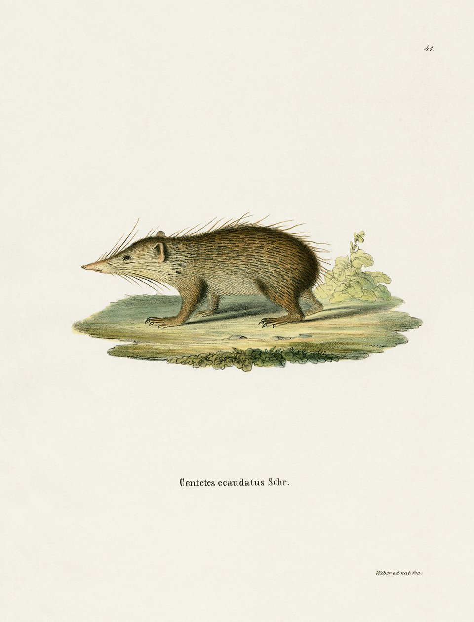 Tenrec المشترك (نقش ملون) بواسطة المدرسة الألمانية