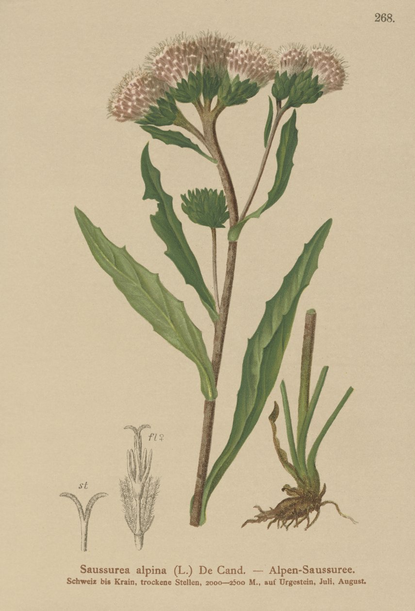 نبتة المنشار الشائعة (Saussurea alpina) بواسطة المدرسة الألمانية