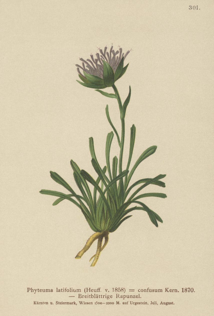 الخلط المرتبك (Phyteuma mixed Phyteuma latifolium ، Phyteuma hemispherical ssp. الخلط بين Phyteuma) بواسطة المدرسة الألمانية