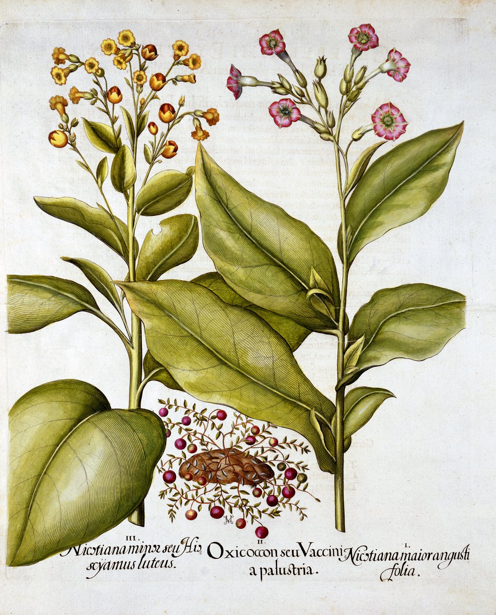 تبغ التوت البري والزهور ، من Hortus Eystettensis ، بقلم Basil Besler (1561-1629) ، حانة. 1613 (نقش يدوي) بواسطة المدرسة الألمانية