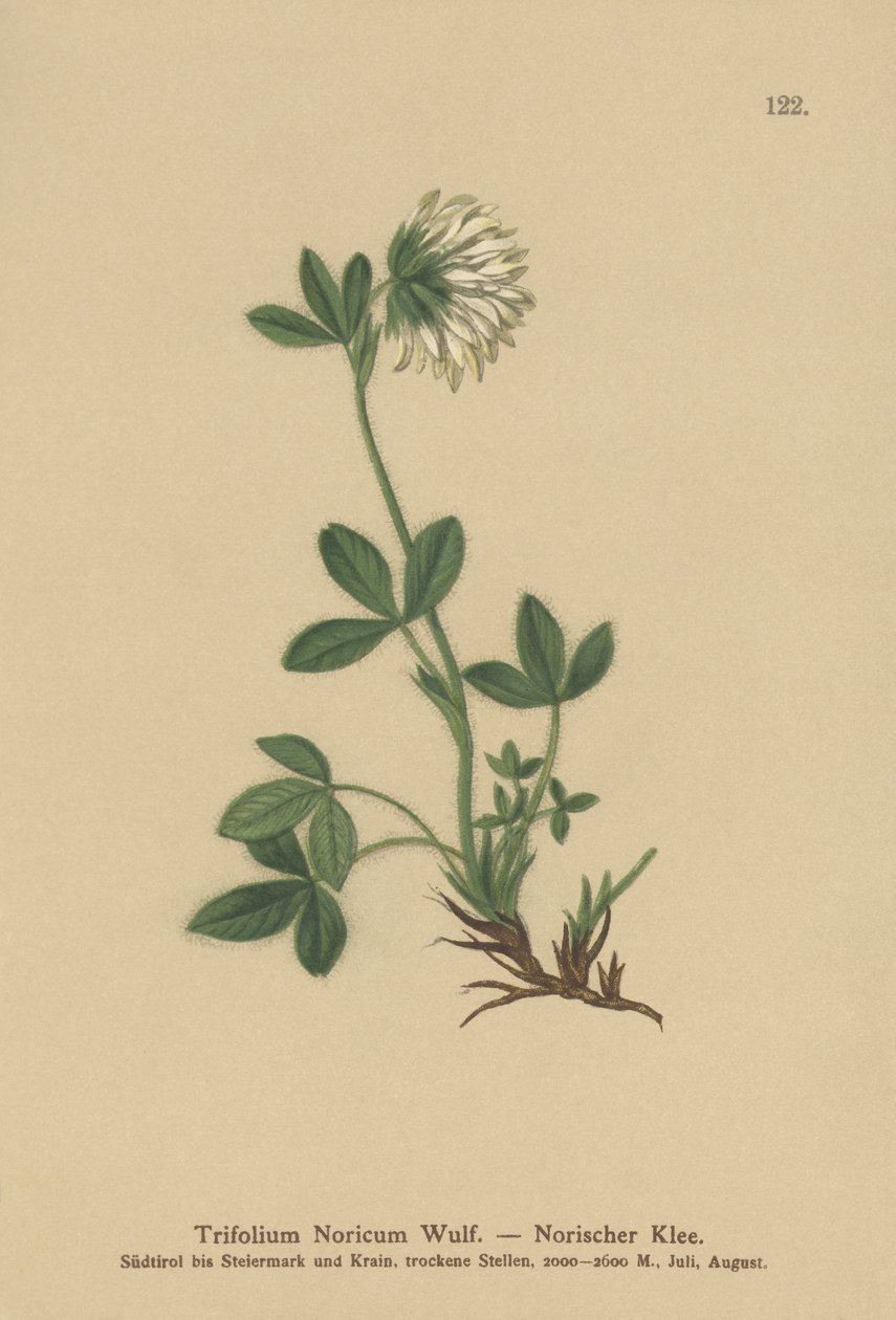 كريم البرسيم (Trifolium Noricum) بواسطة المدرسة الألمانية