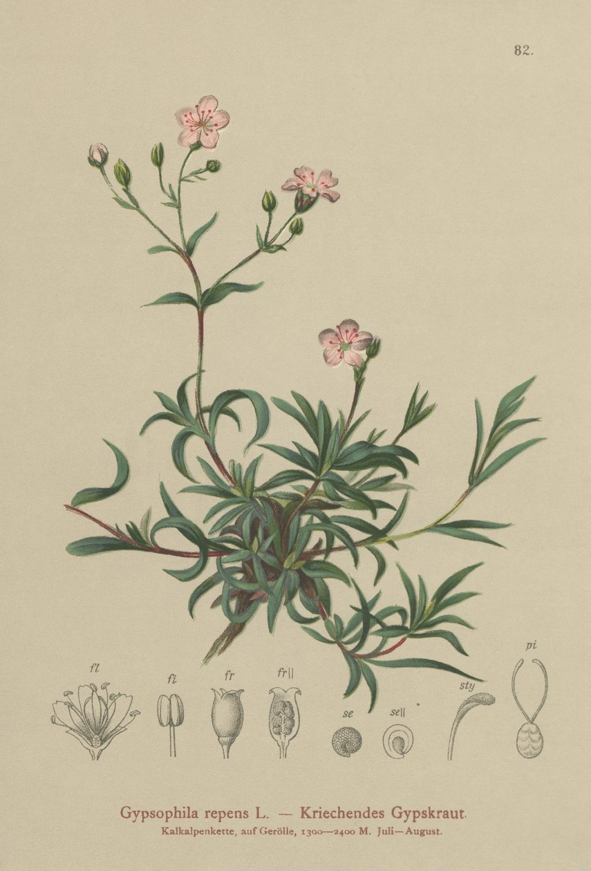 الزاحف التنفس بابيس (Gypsophila repens) بواسطة المدرسة الألمانية