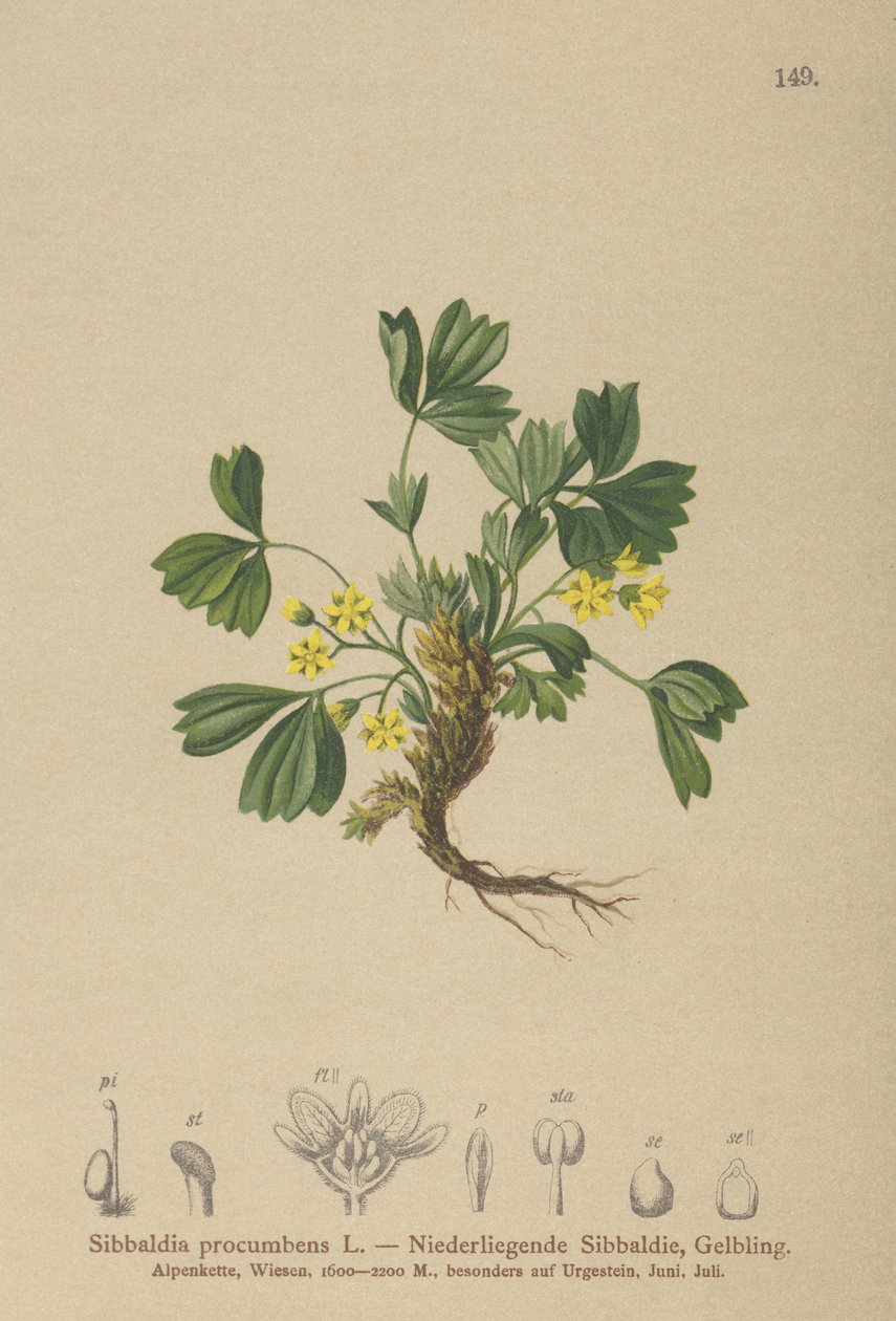 زحف سيبالديا (Sibbaldia procumbens) بواسطة المدرسة الألمانية