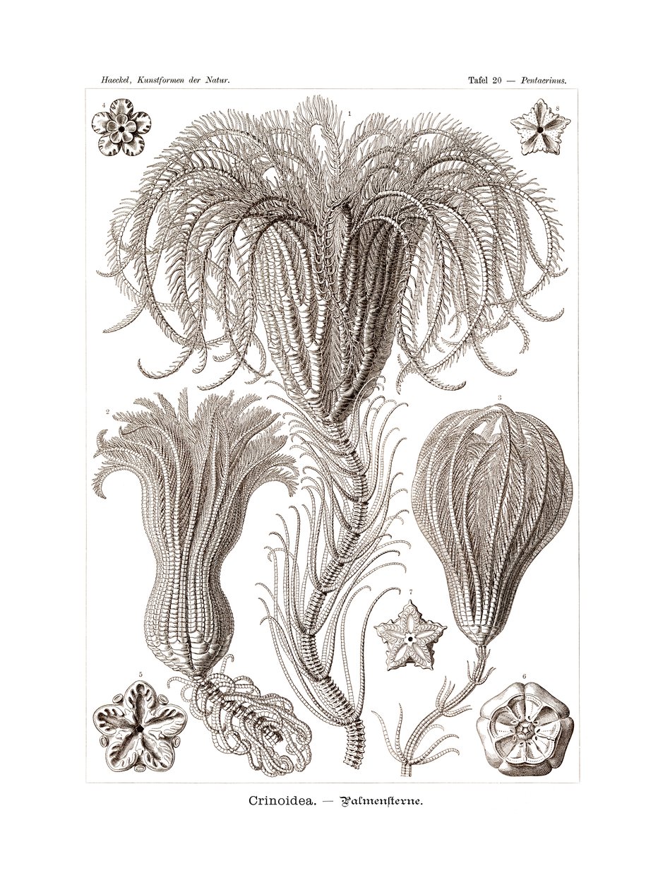 Crinoidea ، 1899-1904 بواسطة المدرسة الألمانية