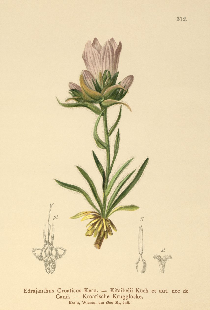 الجرس الكرواتي المعشوش (Edrajanthus Croaticus ، Edraianthus croaticus ، Edraianthus Kitaibellii ، Edraianthus graminifolius ، Edraianthus albanicus ، Wahlenbergia graminifolia) بواسطة المدرسة الألمانية