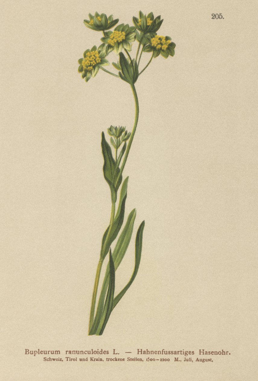 Crowfoot- Leaved Hares Ear (Bupleurum ranunculoides) بواسطة المدرسة الألمانية