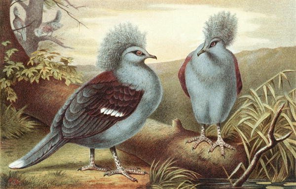 الحمام المتوج ، لوحة من "Brehm's Animal Life: General Knowledge Kingdom of the Animal Kingdom" ، المجلد 5 ، الصفحة 434 ، نشره المعهد الببليوغرافي بواسطة المدرسة الألمانية