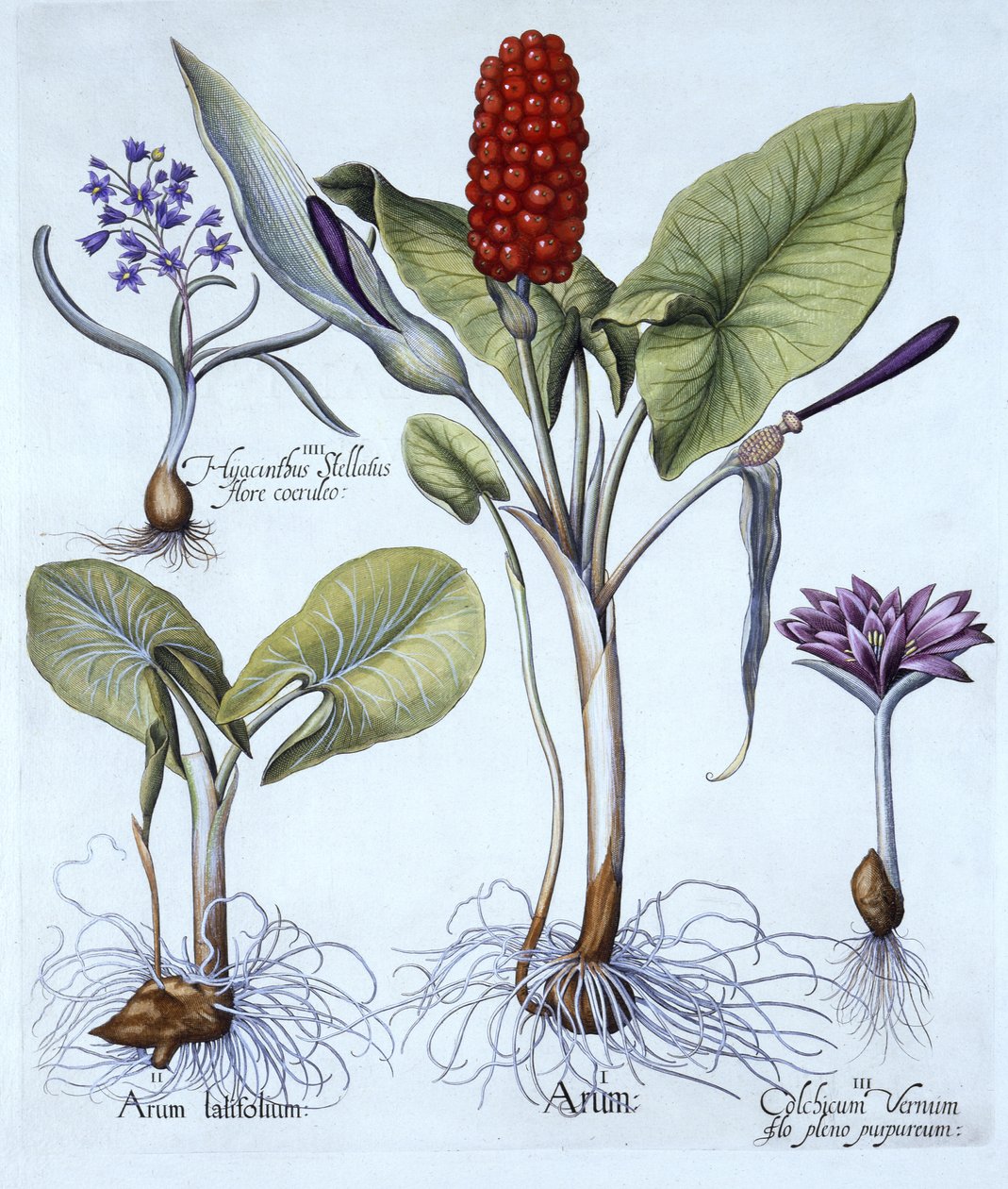 Cuckoo Pint ، Spring Meadow Saffron ، Star Hyacinth ، من Hortus Eystettensis ، بقلم Basil Besler (1561-1629) ، حانة. 1613 (نقش يدوي) بواسطة المدرسة الألمانية