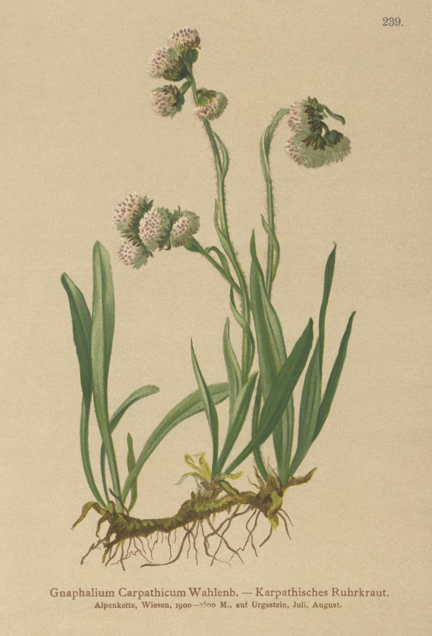 الوحل (Gnaphalium Carpathicum) بواسطة المدرسة الألمانية