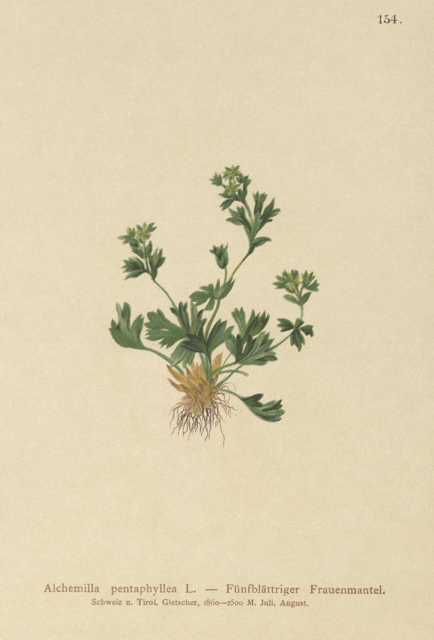 قطع Laded Ladys Mantle (Alchemilla pentaphyllea) بواسطة المدرسة الألمانية