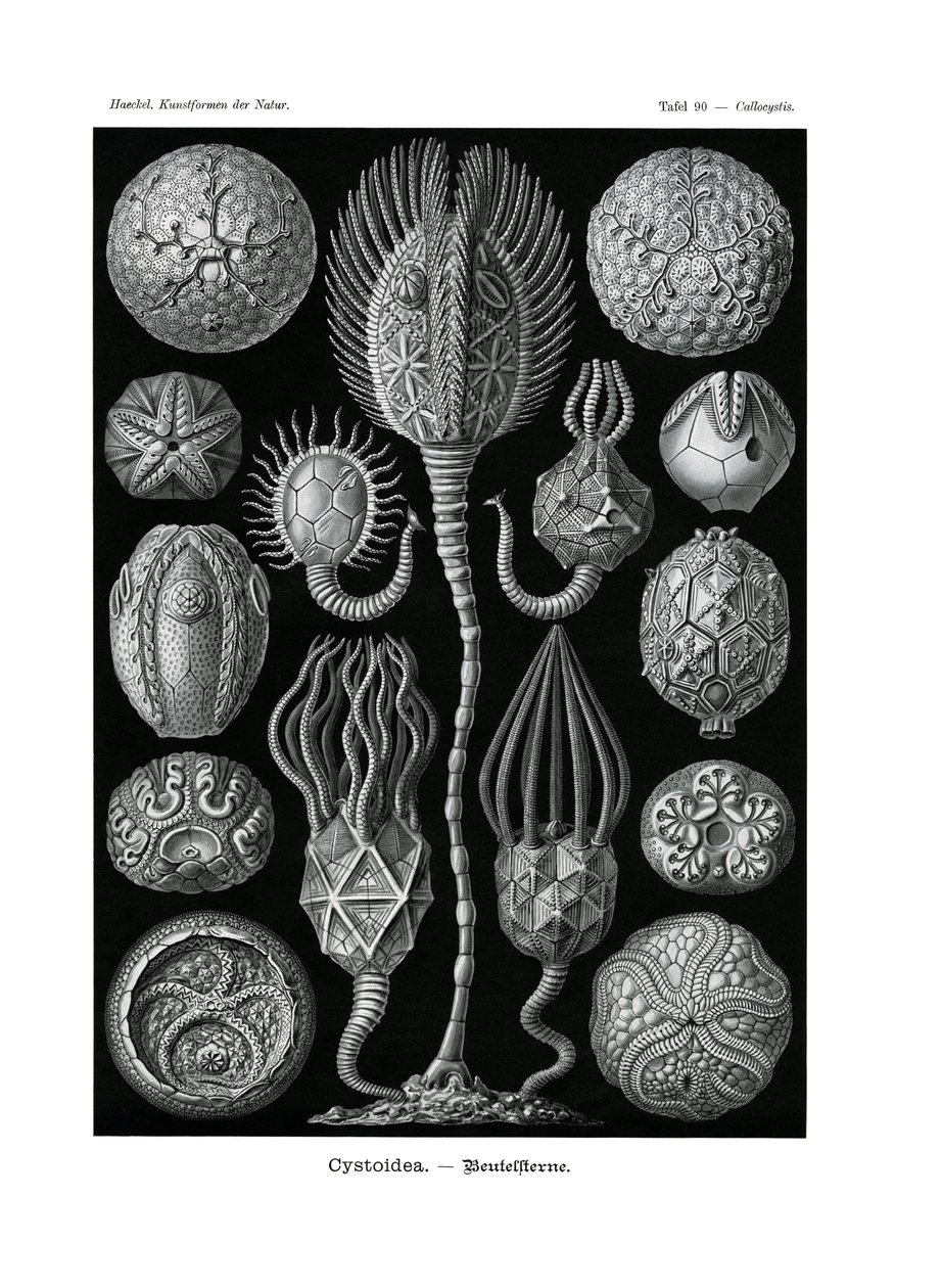 Cystoidea ، 1899-1904 بواسطة المدرسة الألمانية