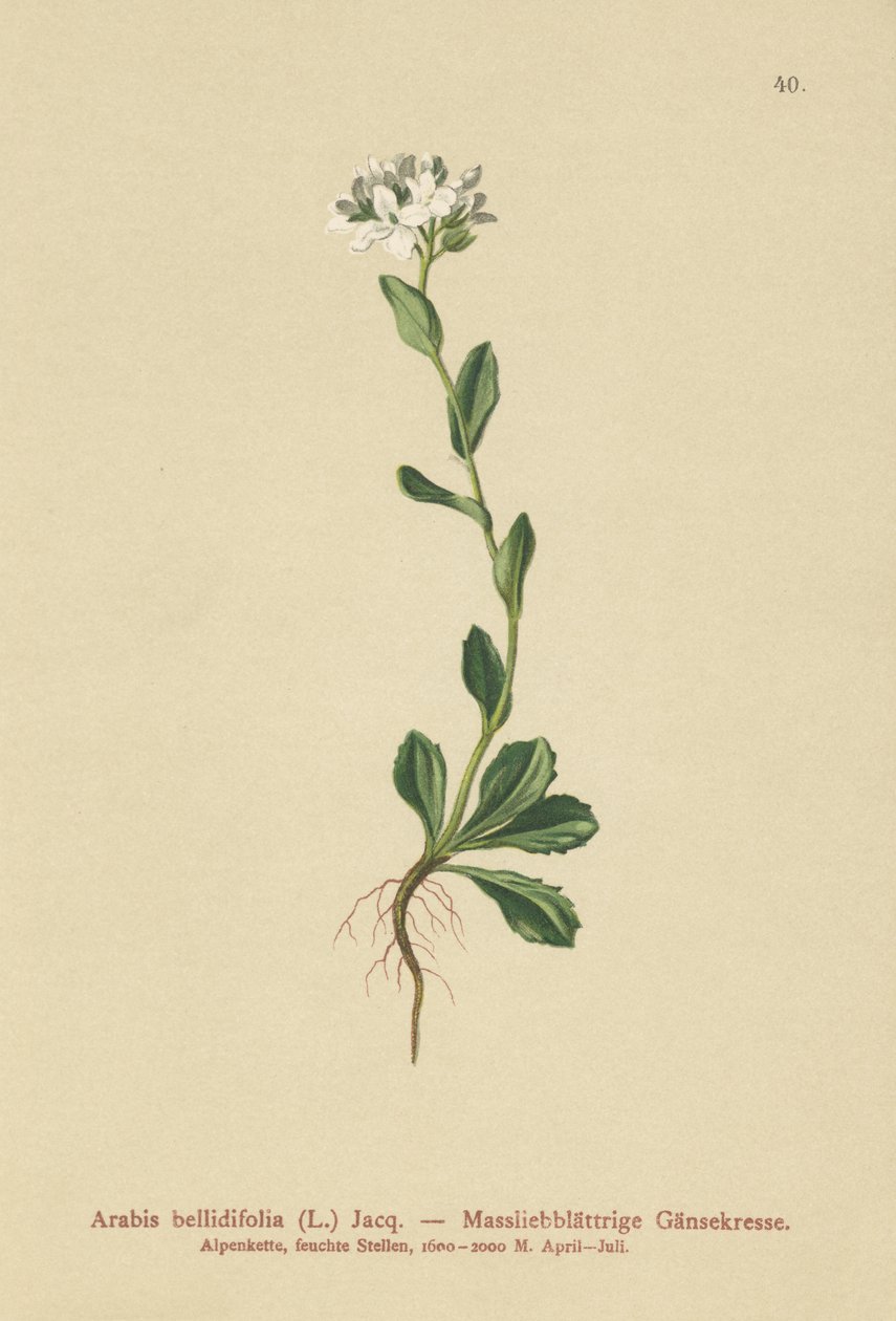 Daisyleaf Rock-Cress (Arabis bellidifolia) بواسطة المدرسة الألمانية