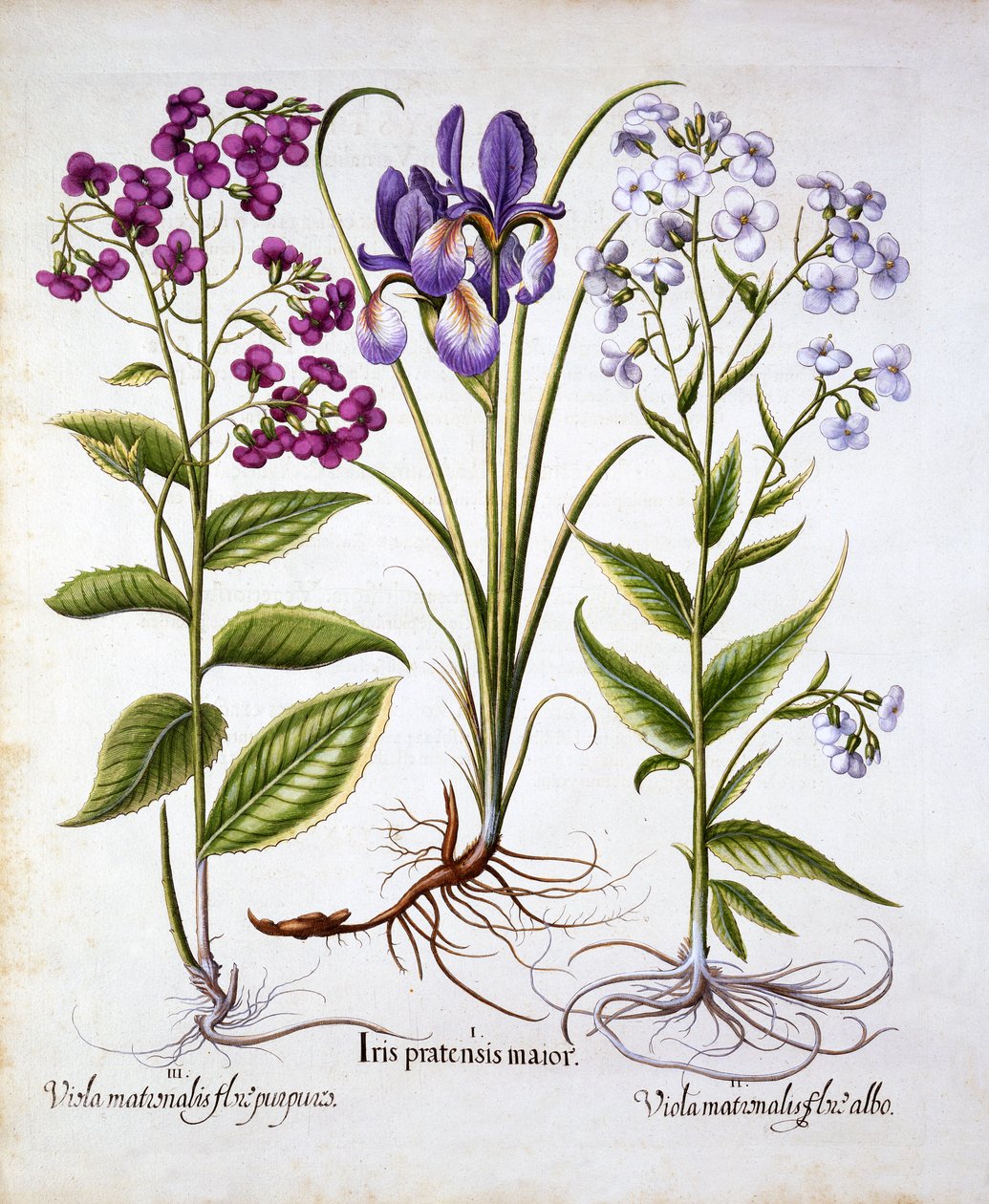 السيدات البنفسج وقزحية الميدان ، من Hortus Eystettensis ، بقلم باسل بيسلر (1561-1629) ، حانة. 1613 (نقش يدوي) بواسطة المدرسة الألمانية