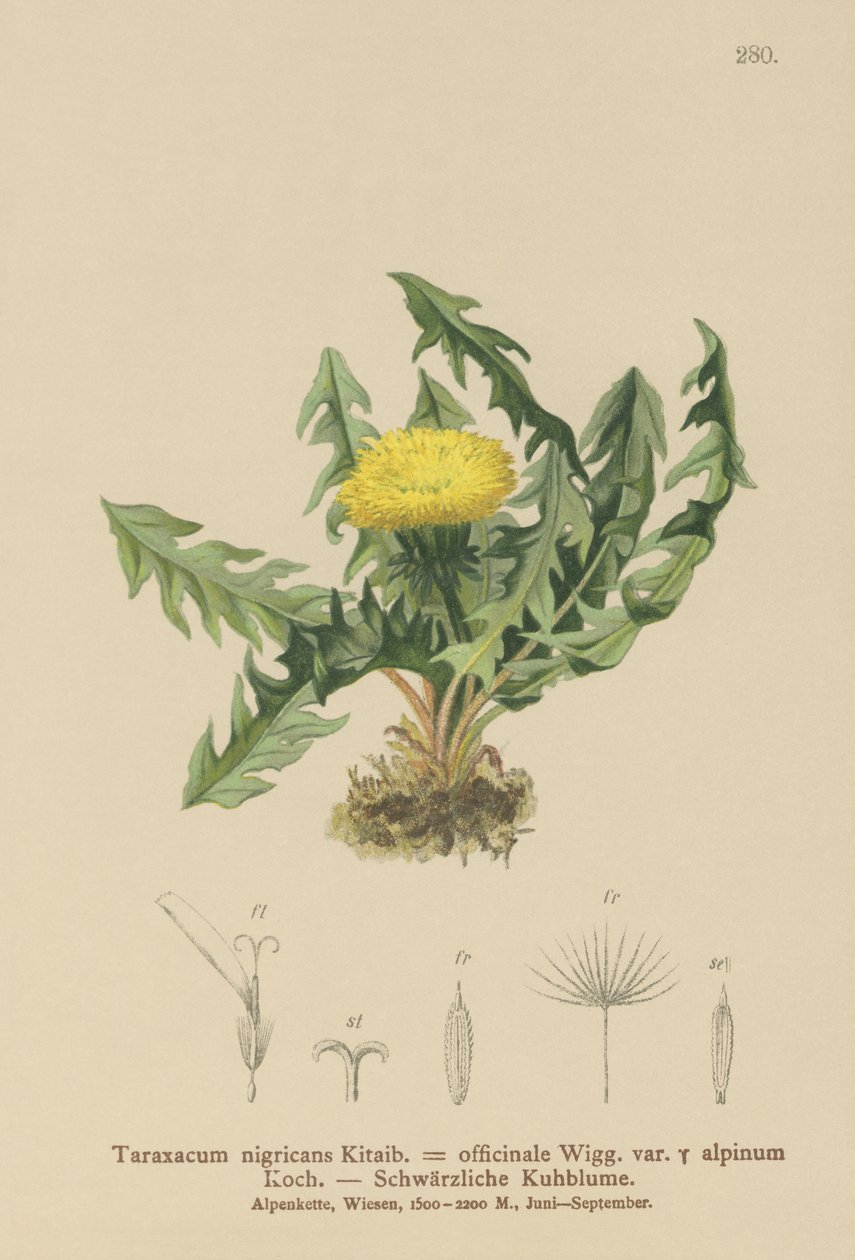 الهندباء (Taraxacum nigricans ، Taraxacum officinale var. Alpinum) بواسطة المدرسة الألمانية