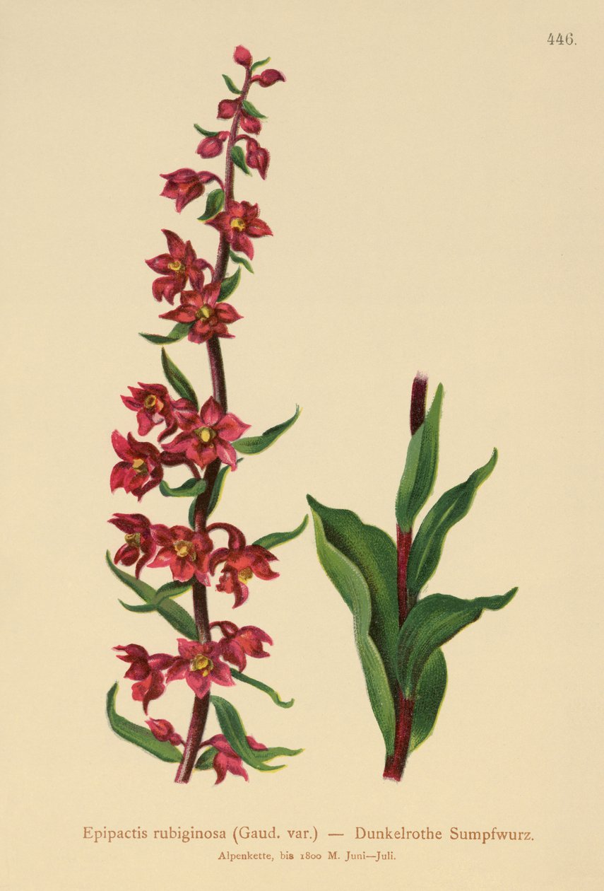 Helleborine الأحمر الداكن (Epipactis atrorubens ، Epipactis rubiginosa) بواسطة المدرسة الألمانية