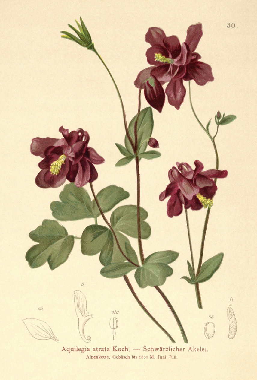 كولومبين غامق (Aquilegia atrata) بواسطة المدرسة الألمانية