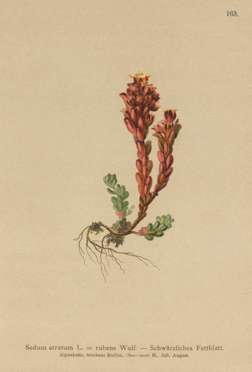 Stonecrop الغامق (Sedum atratum ، Sedum rubens) بواسطة المدرسة الألمانية