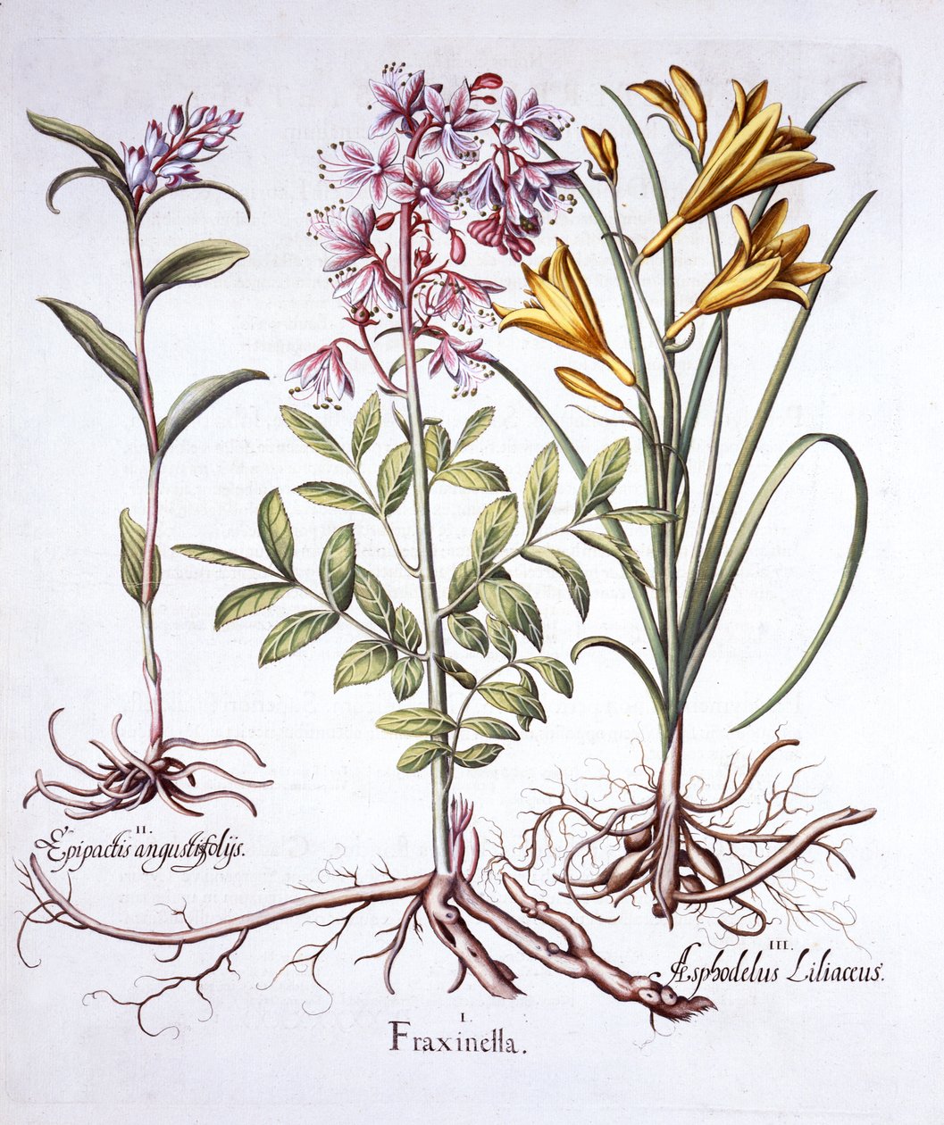 Dittany ، White Helleborine و Yellow Day Lily ، من Hortus Eystettensis ، بقلم Basil Besler (1561-1629) ، حانة. 1613 (نقش يدوي) بواسطة المدرسة الألمانية