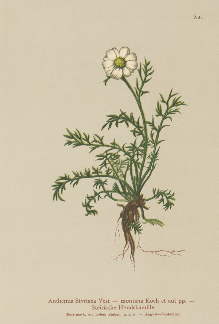 كلب الشمر (Anthemis Styriaca ، Anthemis montana) بواسطة المدرسة الألمانية