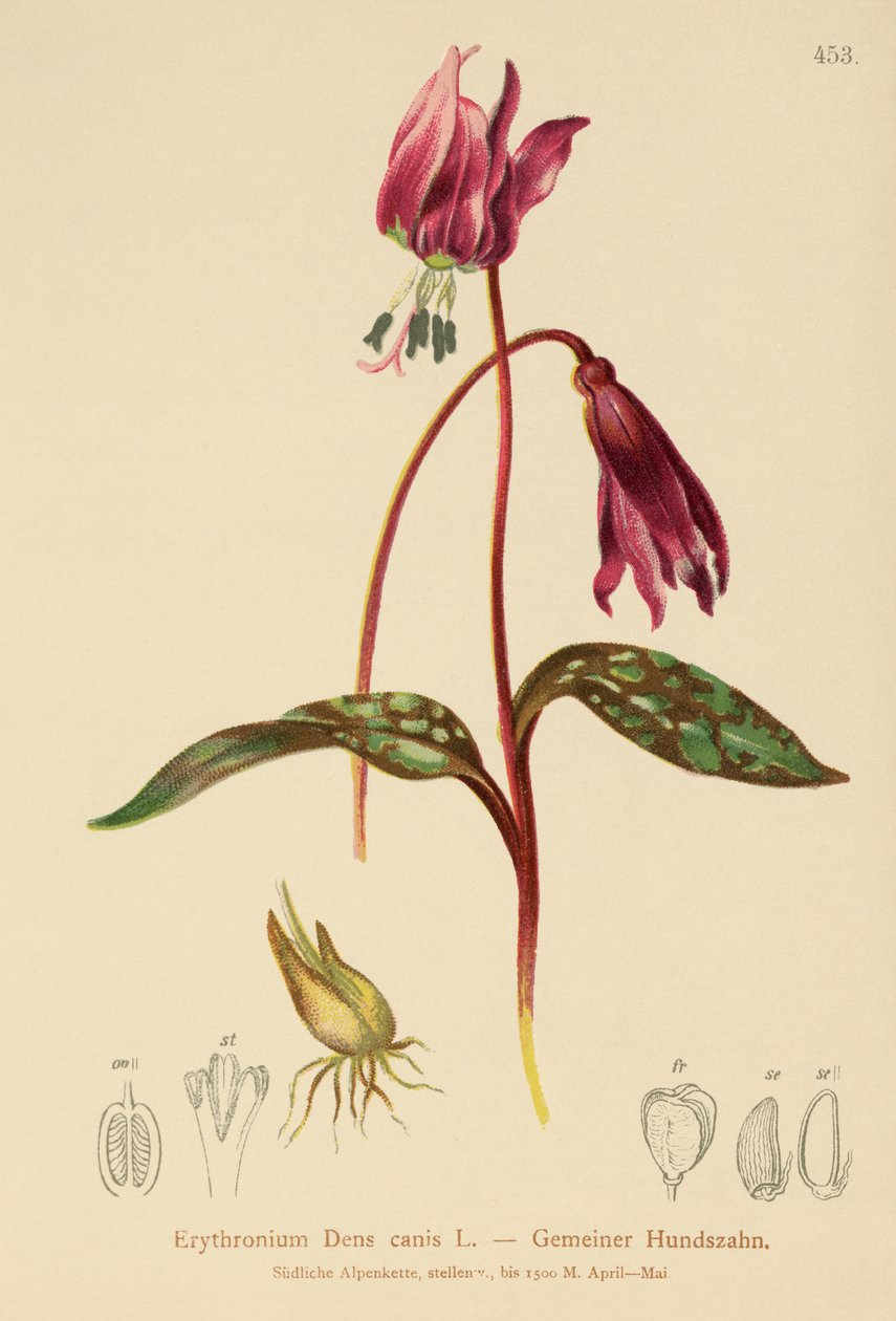 Dogtooth Violet (Erythronium Dens canis ، Erythronium caninum) بواسطة المدرسة الألمانية