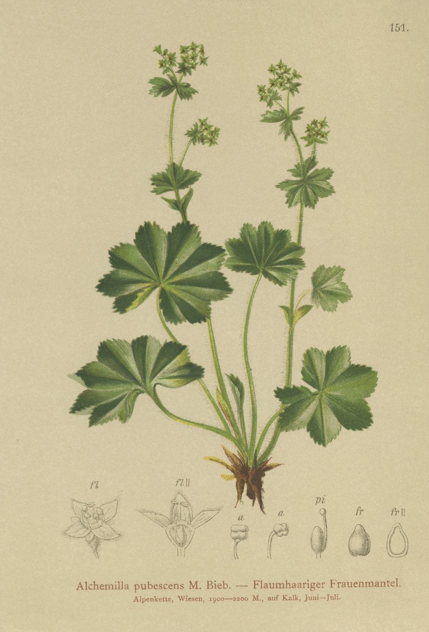 داوني ليديس مانتل (Alchemilla pubescens ، Alchemilla glaucescens ،) بواسطة المدرسة الألمانية