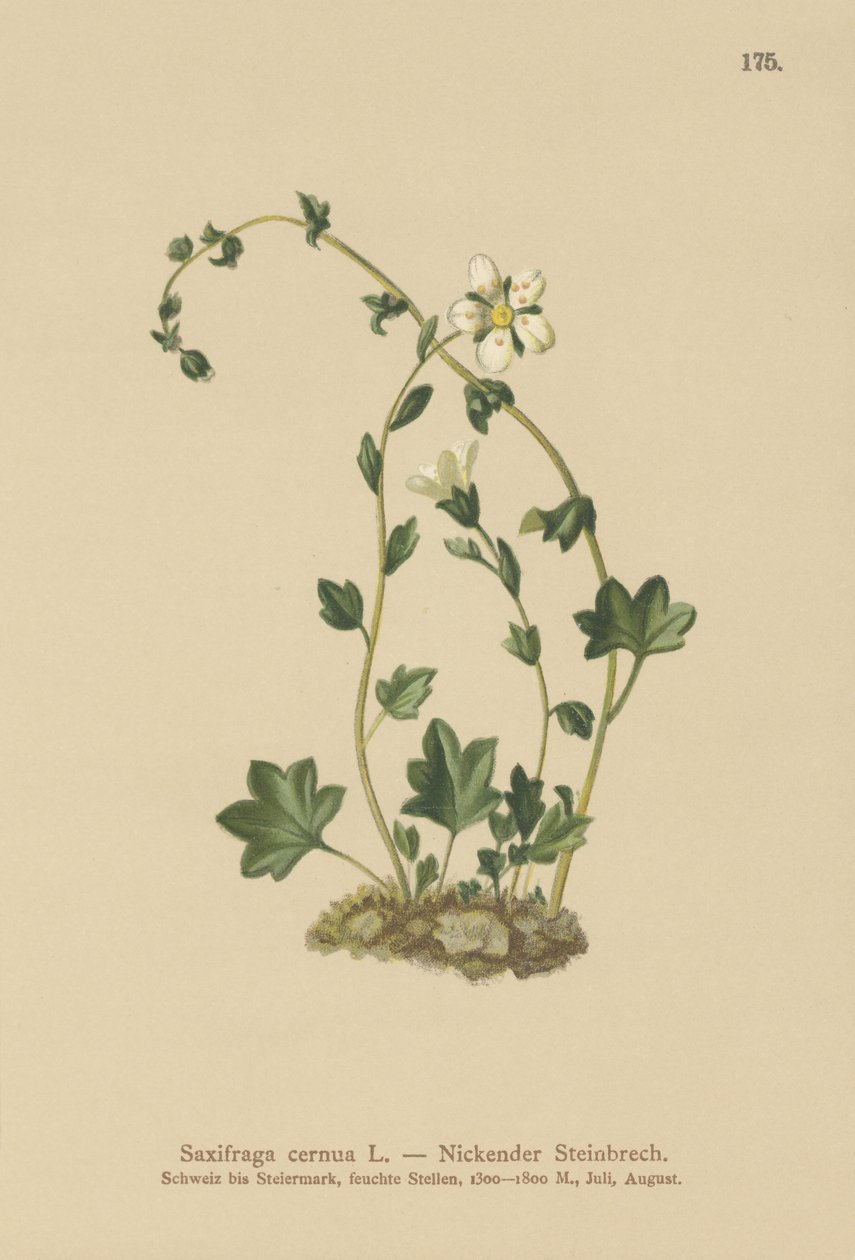 Drooping Saxifrage (Saxifraga cernua) (colour litho) بواسطة المدرسة الألمانية