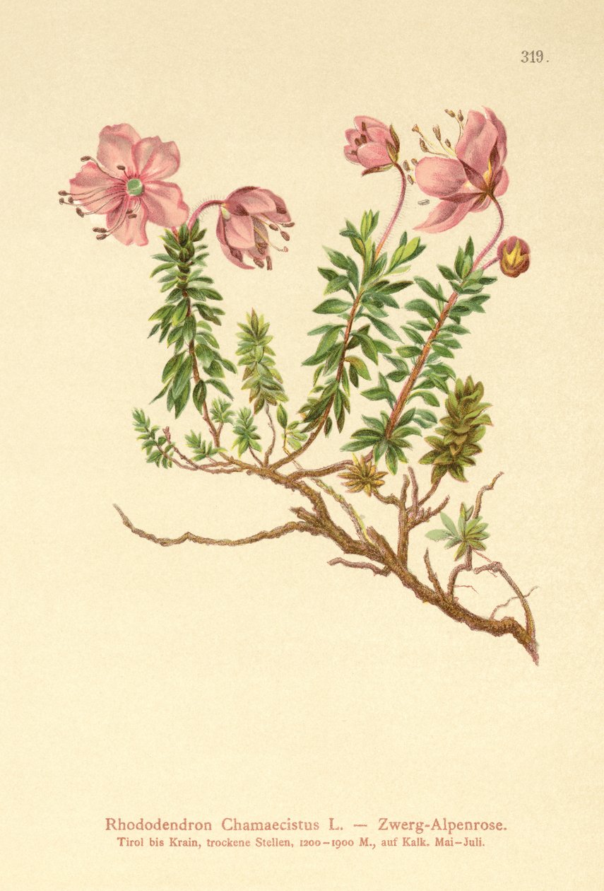 قزم Alpenrose (Rhododendron Chamaecistus) بواسطة المدرسة الألمانية