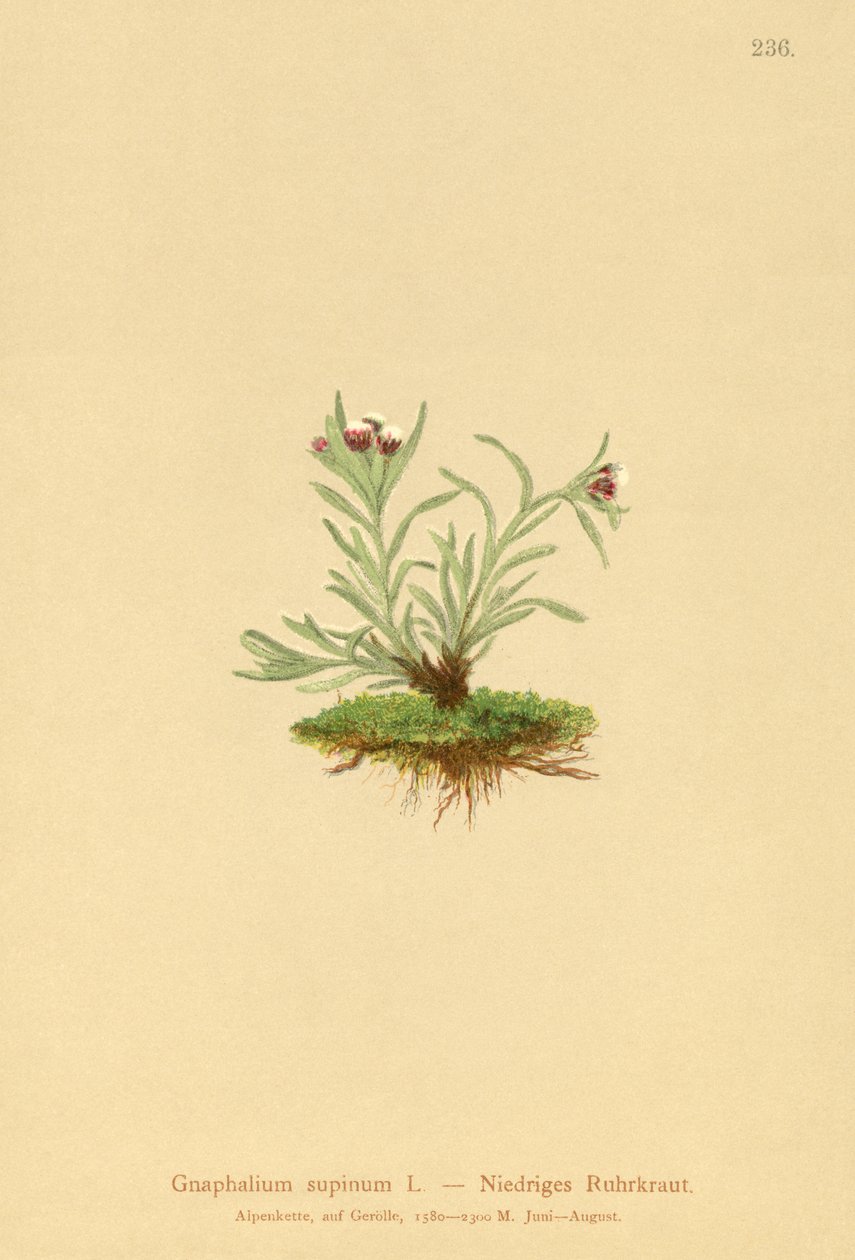CUDWEED الإنسان (موقف مستلق Glechoma) بواسطة المدرسة الألمانية