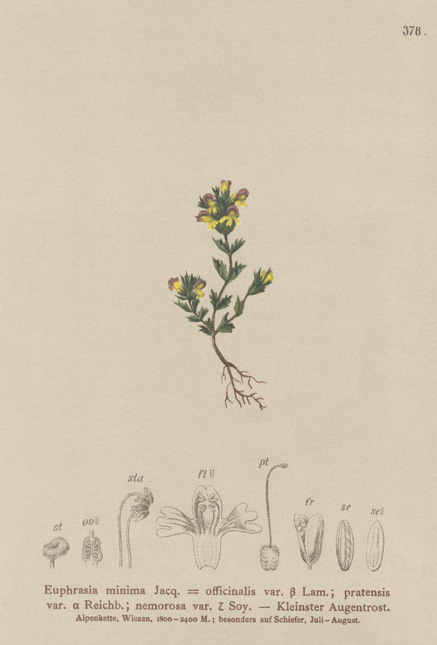 Debrf Eyebright (Euphrasia minima، Euphrasia officinalis، Euphrasia pratensis var. nemorosa) بواسطة المدرسة الألمانية