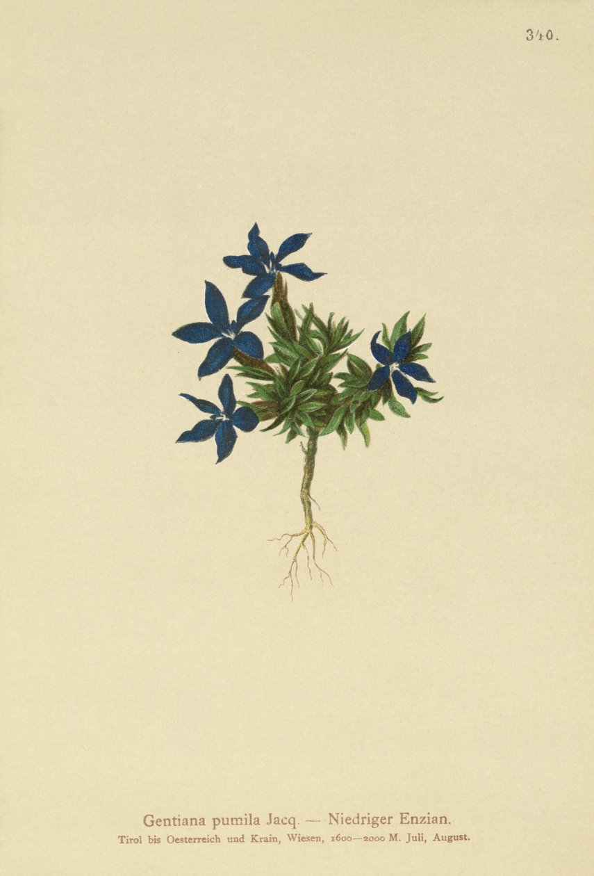 قزم الجنطيانا (Gentiana pumila) بواسطة المدرسة الألمانية