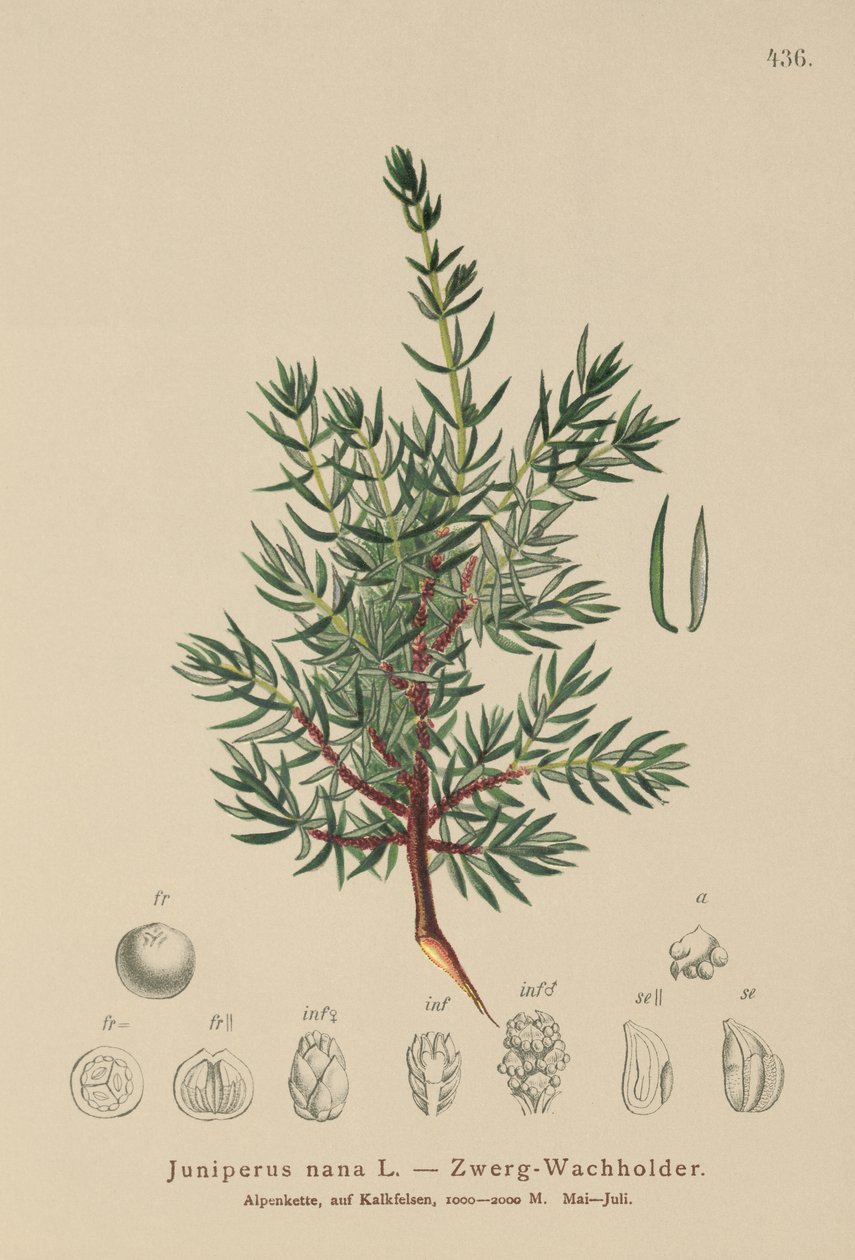 العرعر القزم (Juniperus nana، Juniperus communis var. Nana، Juniperus communis var. Saxatilis) بواسطة المدرسة الألمانية