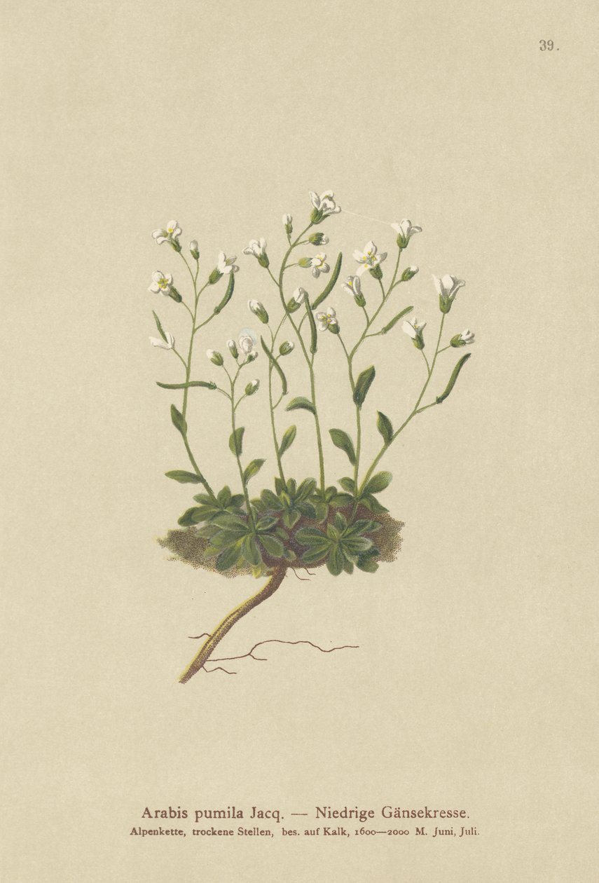 قزم Rockcress (Arabis pumila) بواسطة المدرسة الألمانية