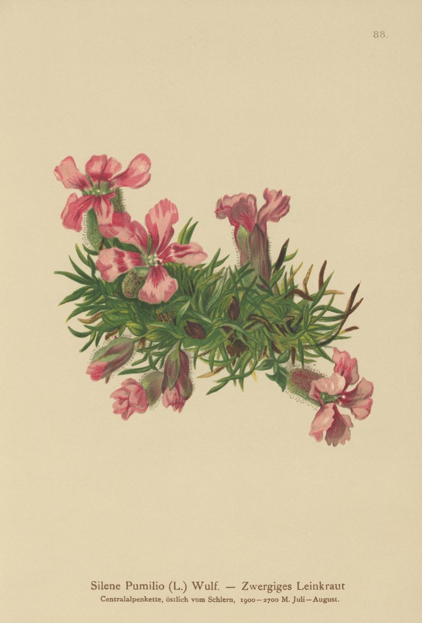 صابون القزم (Silene Pumilio ، Saponaria pumilia) بواسطة المدرسة الألمانية
