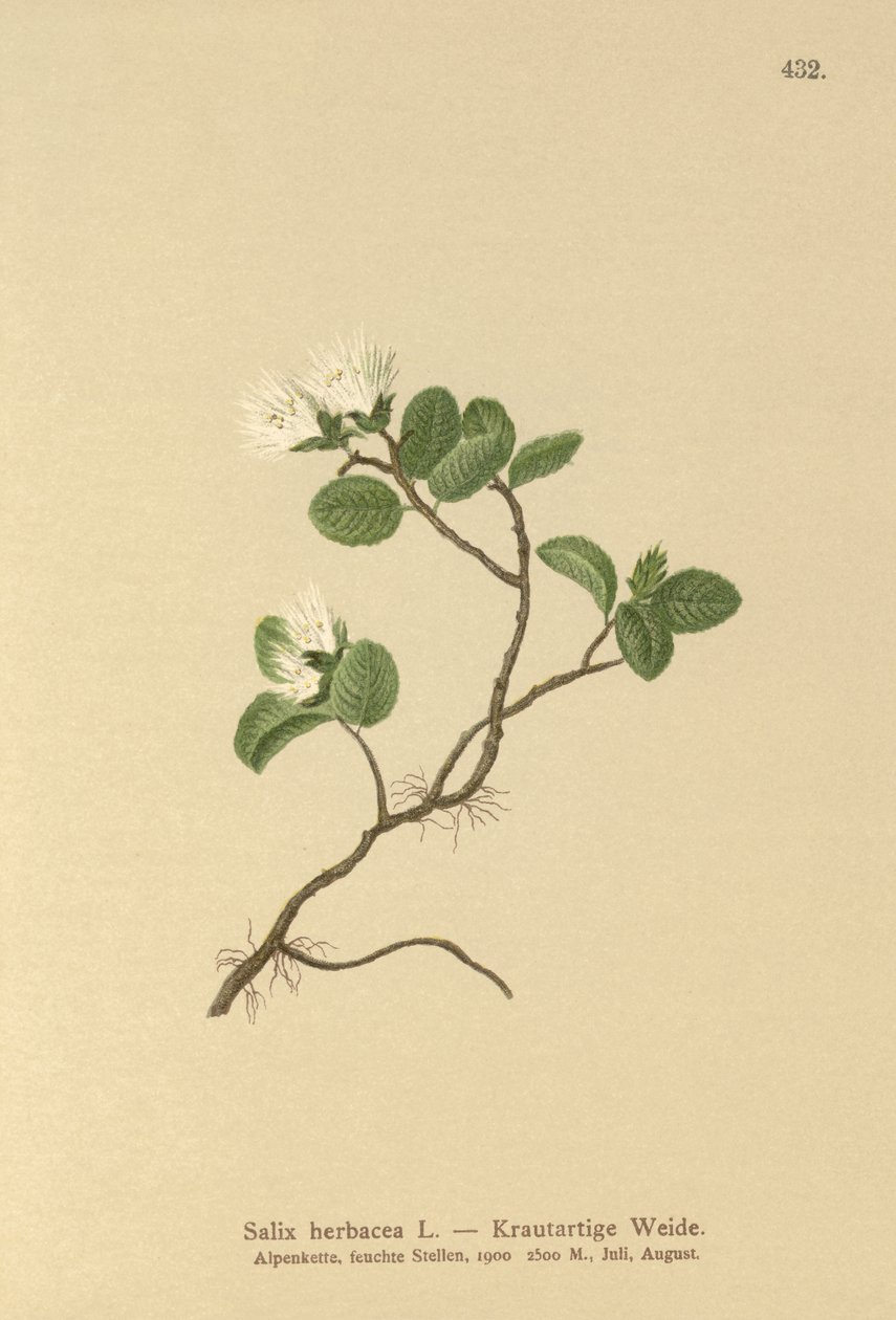 قزم الصفصاف (عشبة Salix) بواسطة المدرسة الألمانية