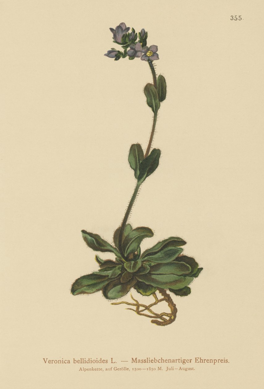 قزم Speedwell الأزرق (Veronica bellidioides) بواسطة المدرسة الألمانية