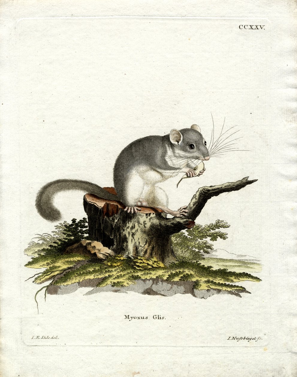 Dormouse الصالحة للأكل (نقش ملون) بواسطة المدرسة الألمانية