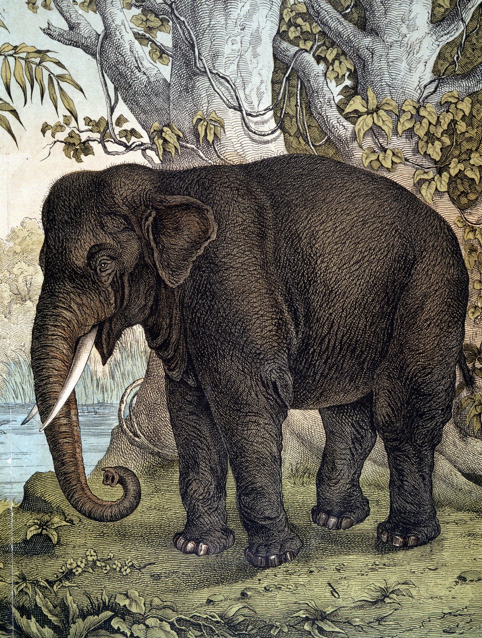 Elephant - in “Natural History of Mammals””, ed. Schreiber, Munich بواسطة المدرسة الألمانية