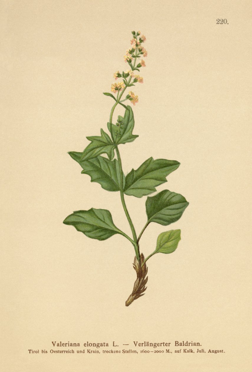 ممدود فاليريان (Valeriana elongata) بواسطة المدرسة الألمانية