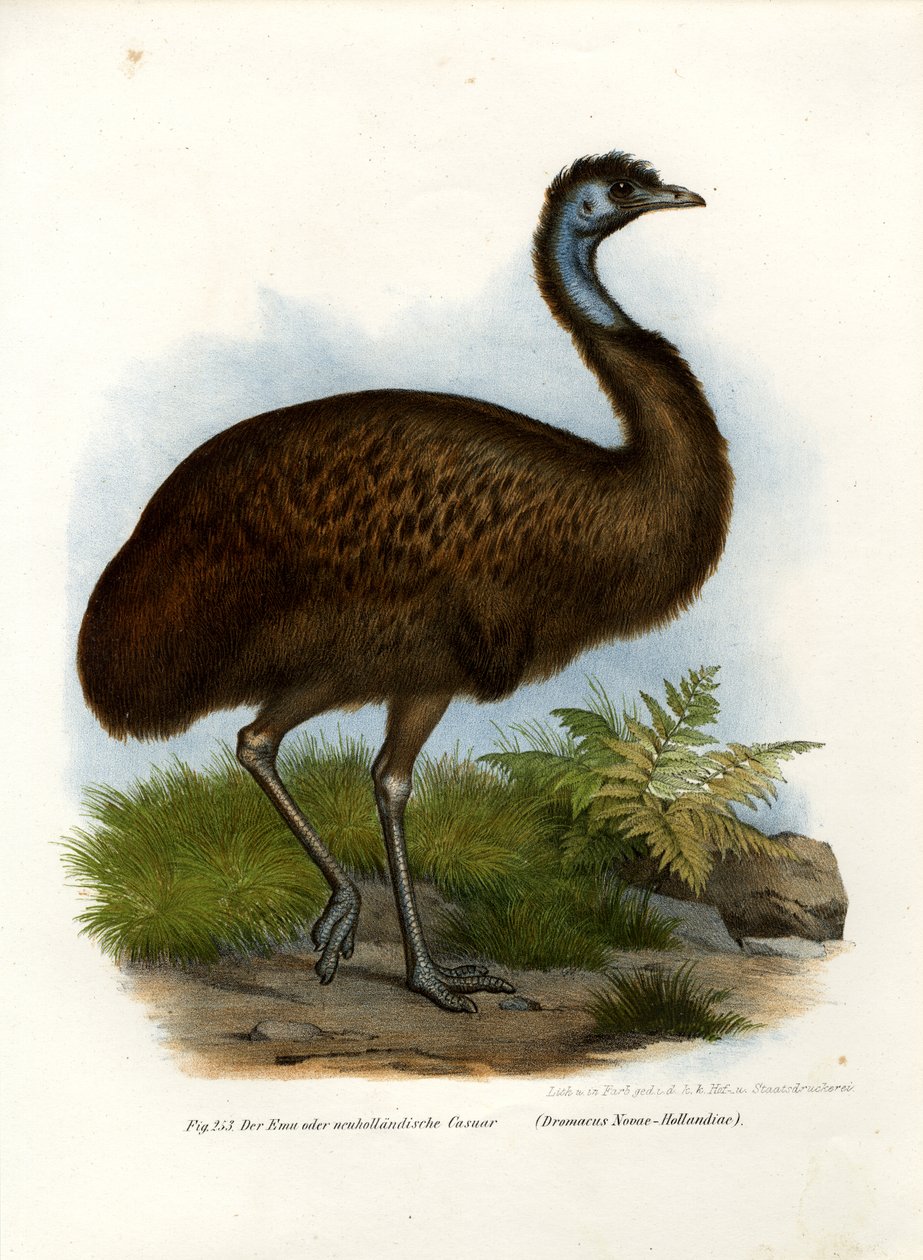 Emu ، 1864 بواسطة المدرسة الألمانية