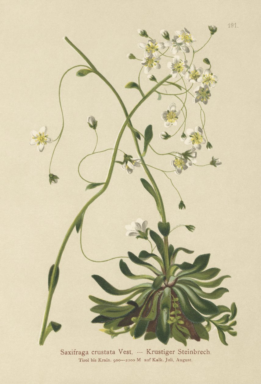 Saxifrage مرصوف (Saxifraga crustata) بواسطة المدرسة الألمانية