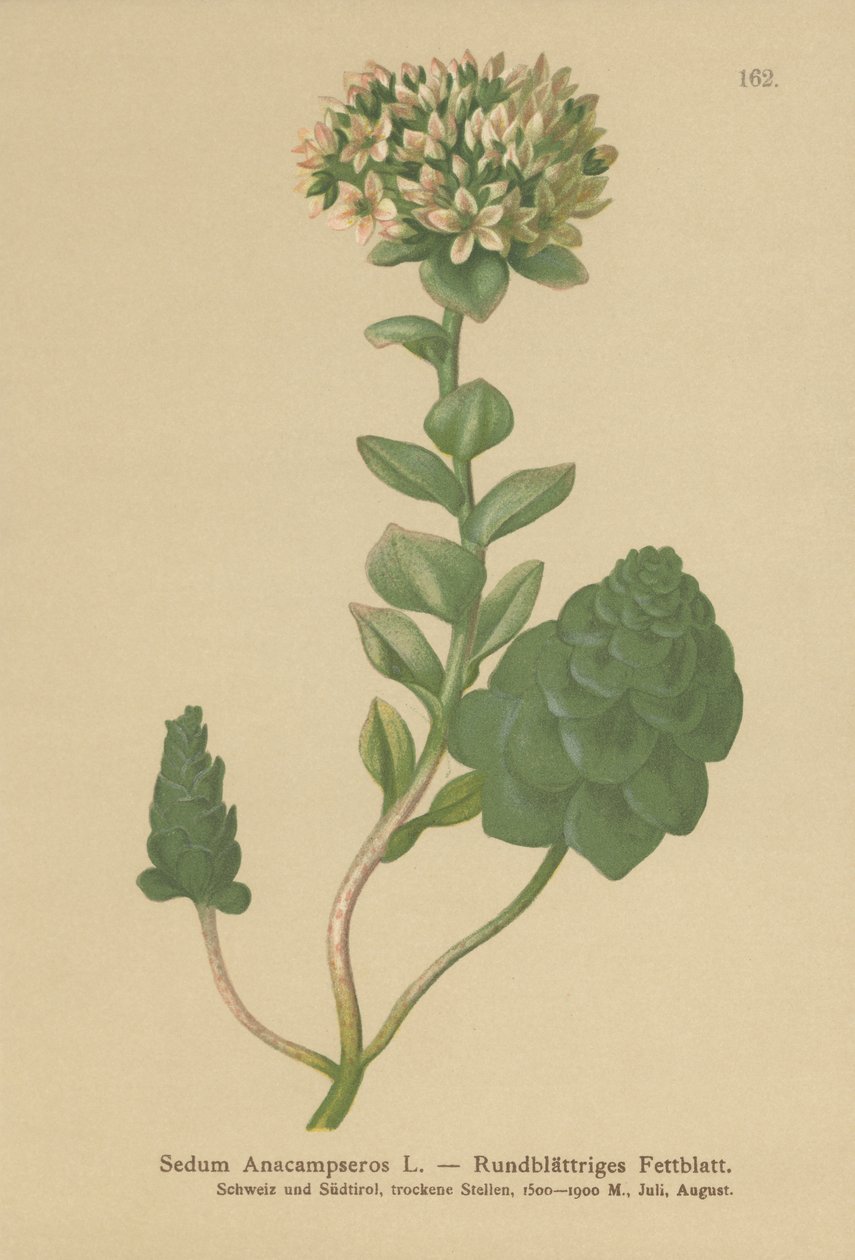 دائمة الخضرة Orpine (Sedum Anacampseros ، Hylotelephium anacampseros) بواسطة المدرسة الألمانية