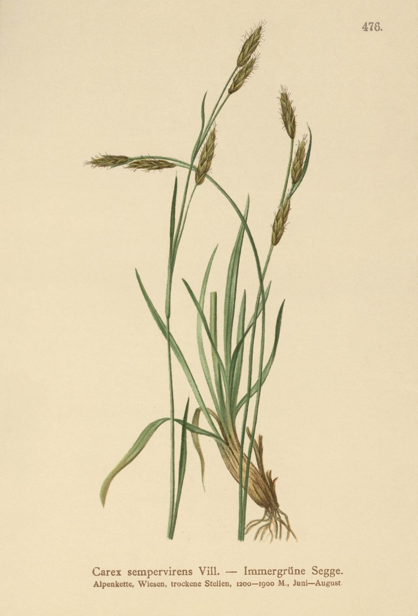 نبات دائم الخضرة (Carex sempervirens) بواسطة المدرسة الألمانية