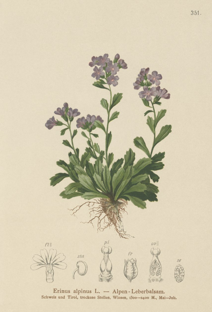الجنية Foxglove (Erinus alpinus) بواسطة المدرسة الألمانية