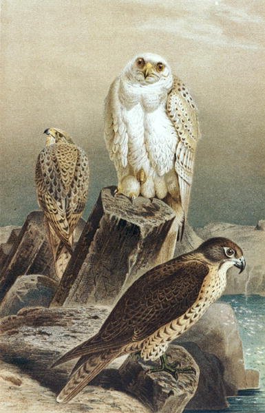 الصقر ، لوحة من "Brehm's Animal Life: General Knowledge Kingdom of Animal Kingdom" ، المجلد 6 ، ص 215 ، نشره المعهد الببليوغرافي بواسطة المدرسة الألمانية