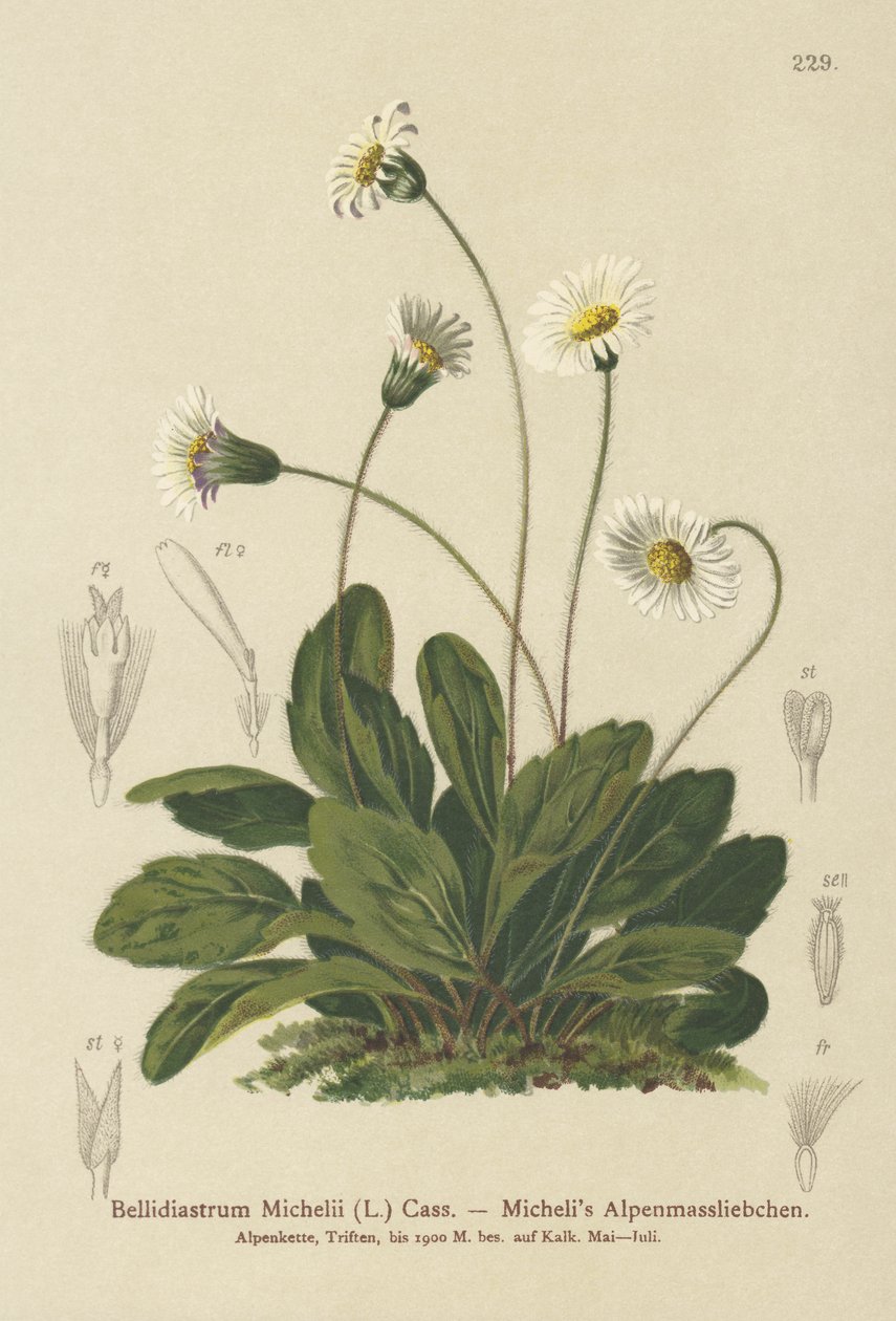 خطأ زائف (Bellidiastrum Michellii) بواسطة المدرسة الألمانية